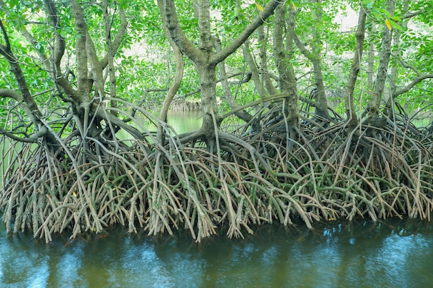 Foto mangrovenwurzeln, die über dem meerwasser wachsen