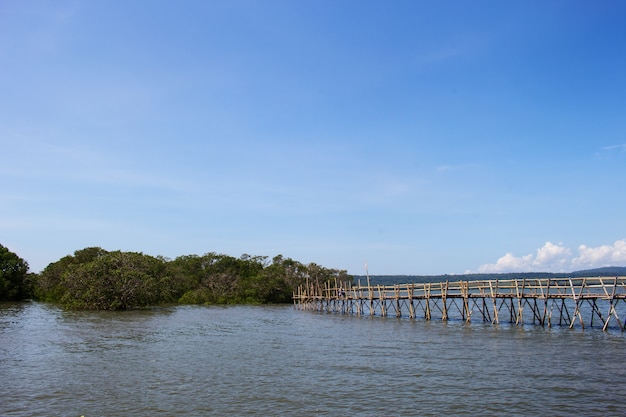 Mangue da Indonésia