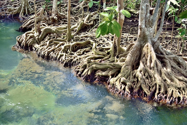 Mangue de Raízes