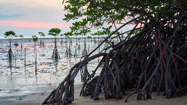 Mangue e pôr do sol rosa em Koh Pangan, na Tailândia