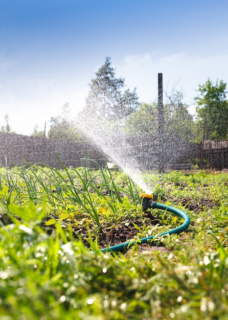 Mangueira de irrigação de equipamento de jardim de rega para instalações de irrigação. Água do pulverizador no vegetal.