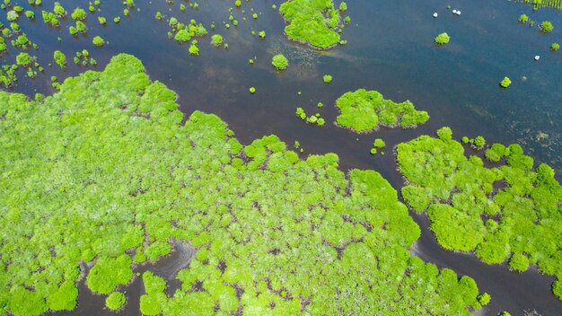 Foto mangueiras verdes ilha de santa cruz filipinas zamboanga