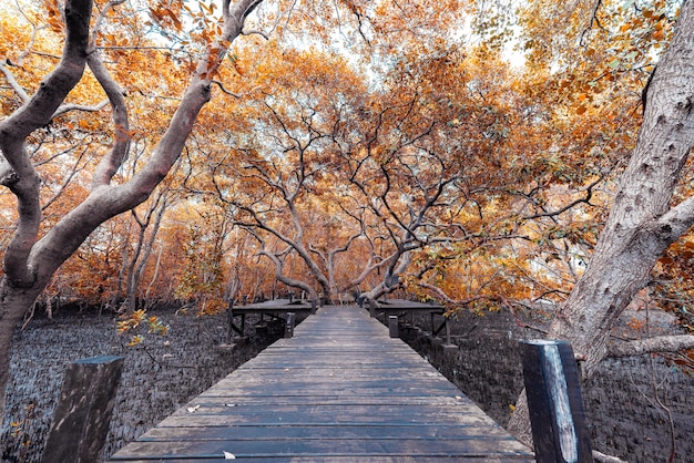 Manguezais inTung Prong Thong ou Golden Mangrove Field no Estuário Pra Sae, Rayong, Tailândia