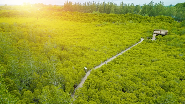 Manguezais inTung Prong Thong ou Golden Mangrove Field no Estuário Pra Sae, Rayong, Tailândia