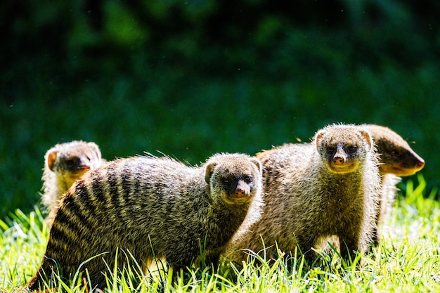 Foto mangusto vida selvagem animais mamíferos savana pastagem reserva nacional de caça maasai mara parque narok cou