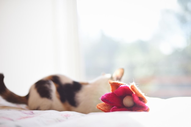 Manhã de fundo de texturas na cama com espaço de gato, flor e cópia