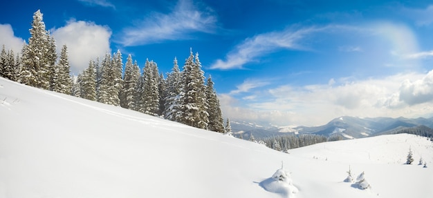 Manhã de inverno calmo paisagem montanhosa com belos pinheiros na encosta (montanhas dos Cárpatos, Ucrânia). Dois tiros costuram a imagem.