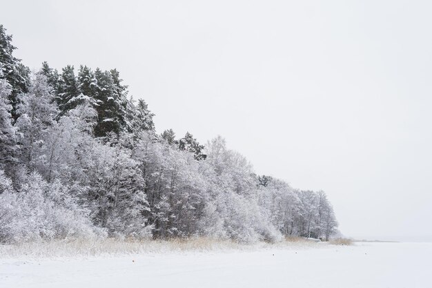 Manhã de inverno na floresta russa