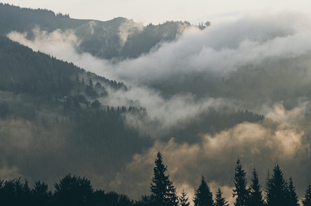 Manhã de neblina paisagem de montanha de verão incrível fundo hipster com pinheiros Tonificação vintage