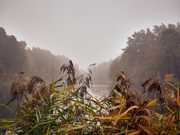 Manhã de nevoeiro de outono no lago.