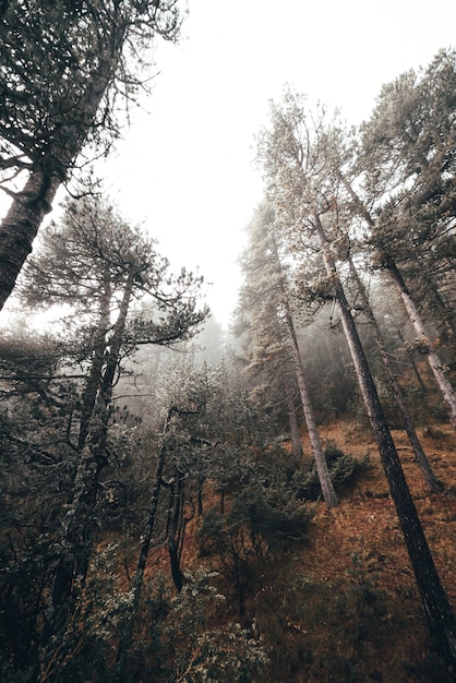 Manhã de nevoeiro em uma floresta