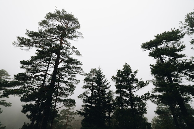 Manhã de nevoeiro uma floresta com muitas árvores