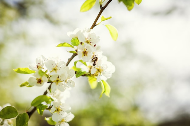 Manhã de primavera em um belo jardim Galho florescendo com insetos