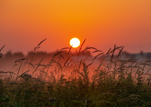 manhã de verão amanhecer sobre um campo com céu de grama sem nuvens