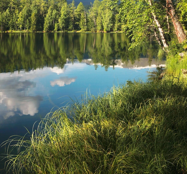 Manhã em um lago da floresta