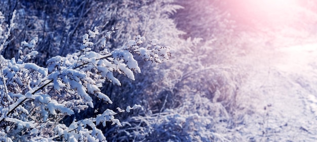 Manhã ensolarada de inverno Plantas cobertas de neve fofa à luz do sol da manhã