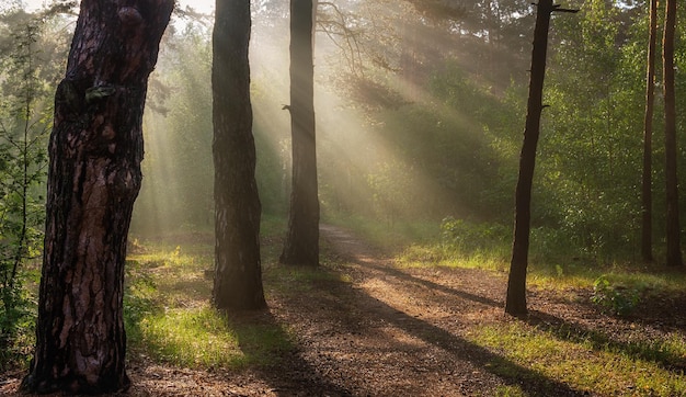 Manhã ensolarada na floresta Os raios do sol atravessam os galhos das árvores