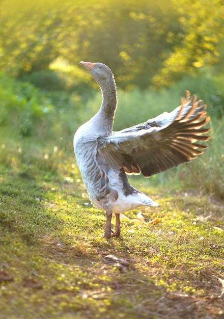 Manhã ensolarada O despertar da natureza Ganso bate as asas Gansos domésticos em um prado Paisagem da fazenda Gansos na grama pássaros domésticos bando de gansos