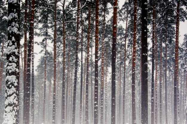 manhã fria de inverno na floresta