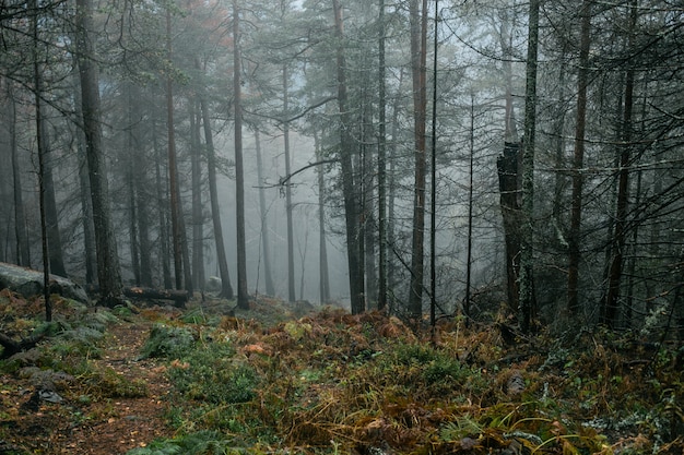 Manhã gelada na floresta chuvosa escura