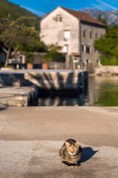 Manhã na Baía de Kotor. Gato na Baía de Kotor. Montenegro.