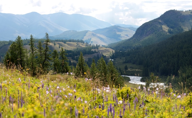 Manhã nas montanhas de Altai, vista ao longe, primeiro plano desfocado