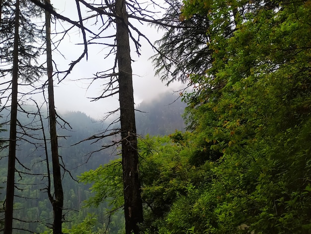 Manhã nebulosa na floresta