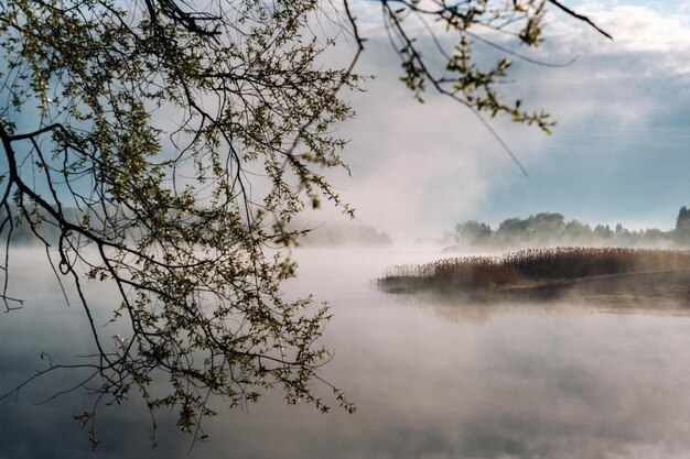 Manhã nebulosa no rio Rio e margem do rio na névoa