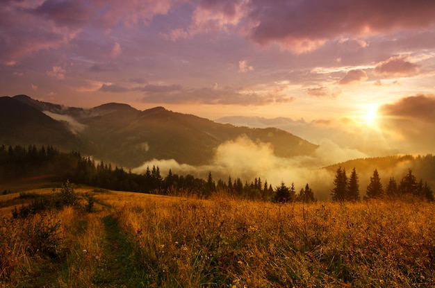 Manhã nevoenta e brilhante paisagem de verão com neblina, prado dourado e sol brilhando