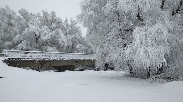 Manhã nublada e nevada no parque, ponte e árvores cobertas de neve
