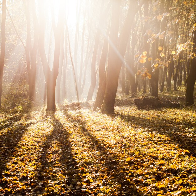 Manhã nublada outonal na floresta. Sombras e luz do sol majestosa em dia de outono