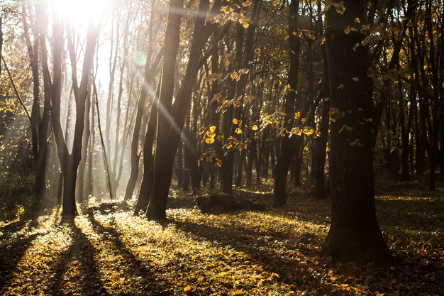 Manhã nublada outonal na floresta. Sombras e luz do sol majestosa em dia de outono