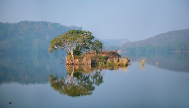 Manhã serena no lago padma talao parque nacional ranthambore rajasthan índia