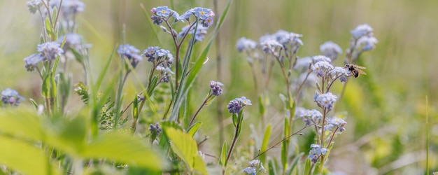 Manhã, verão ou primavera lindas flores silvestres foco seletivo profundidade de campo rasa