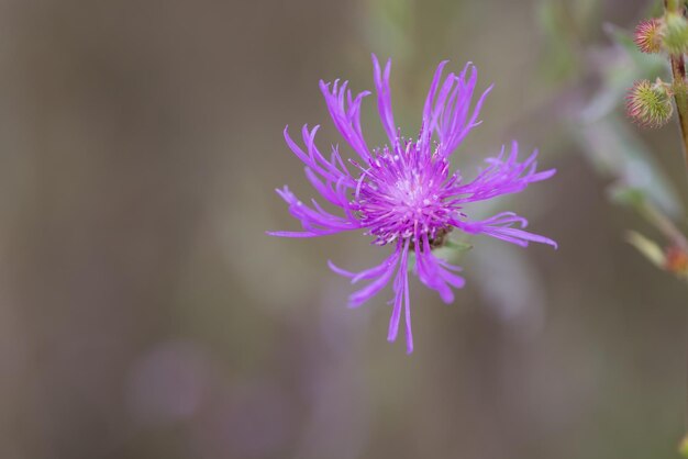 Manhã verão ou primavera lindas flores silvestres foco seletivo profundidade de campo rasa