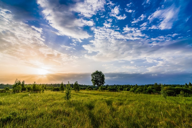 Manhã, verão, paisagem, com, um, árvore solitária, em, a, prado, com, amanhecer, e, luz solar, em, a, céu nublado