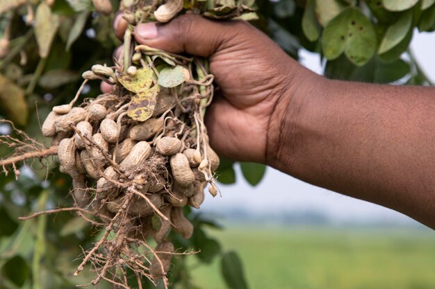 Maní en la mano del agricultor en el campo Concepto de cosecha agrícola