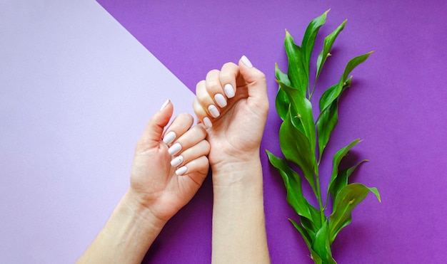 Manicura femenina sobre un fondo brillante. Fondo morado con flores. Bandera.