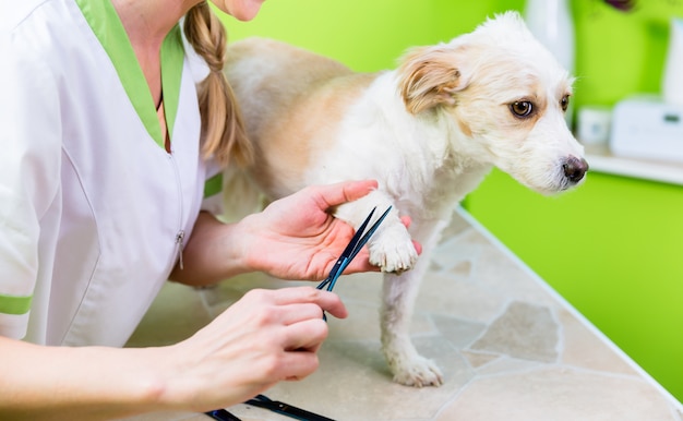 Manicure para cachorro em salão de beleza do animal de estimação