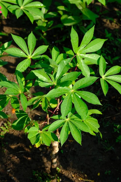 Manihot esculenta, comumente chamada de mandioca, mandioca ou mandioca, é um arbusto lenhoso da família spurge.