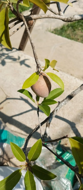 Manilkara zapota Sawo planta de manila tomada desde un ángulo de primer plano