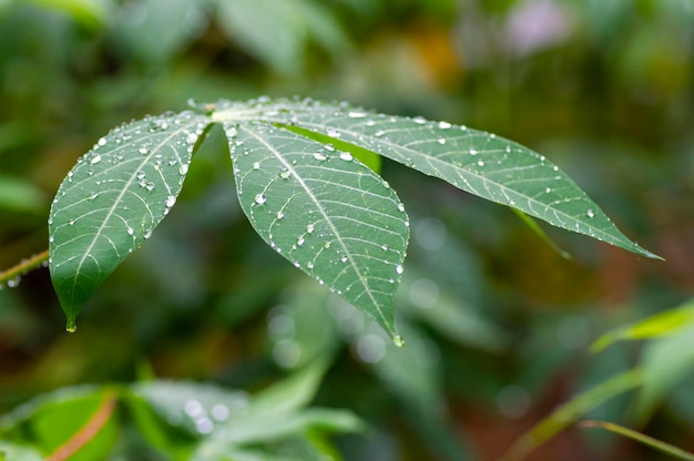 Maniok Mandioa Manioc Tapioka-Bäume Manihot Esculenta junge grüne Blätter ausgewählter Fokus