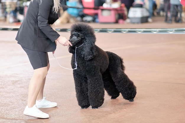 Manipulador com a ajuda de ração coloca um grande poodle preto real no rack na exposição de cães
