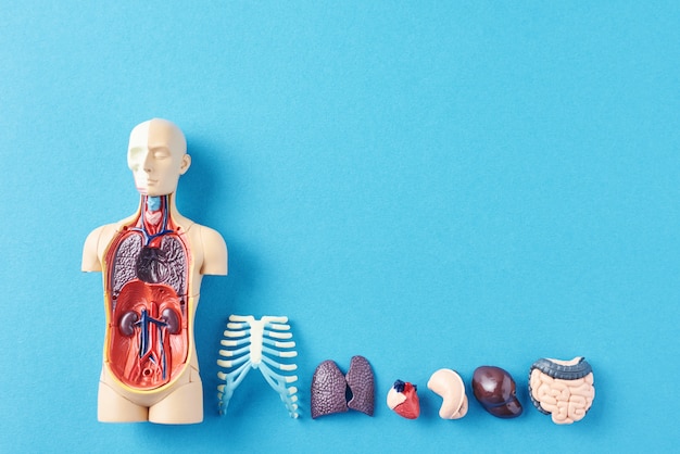 Maniquí de anatomía humana con órganos internos sobre una superficie azul