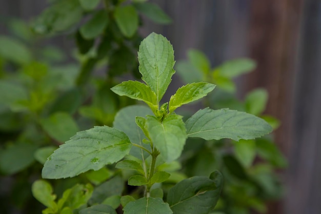 Manjericão medicinal ou tulsi orgânico verde deixa a planta