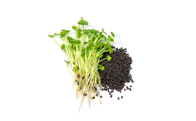 Manjericão Microgreens isolado em um fundo branco. Foco seletivo. Comida.