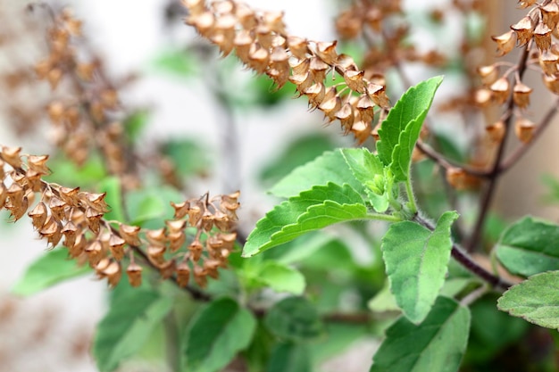 Manjericão sagrado medicinal ou folhas de tulsi sobre o branco