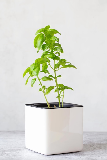 Manjericão verde em uma panela de cubo branco. Um vaso de manjericão. Plantas de ervas de cozinha. Mistura de ervas aromáticas frescas verdes em vasos. Especiarias aromáticas crescendo em casa.