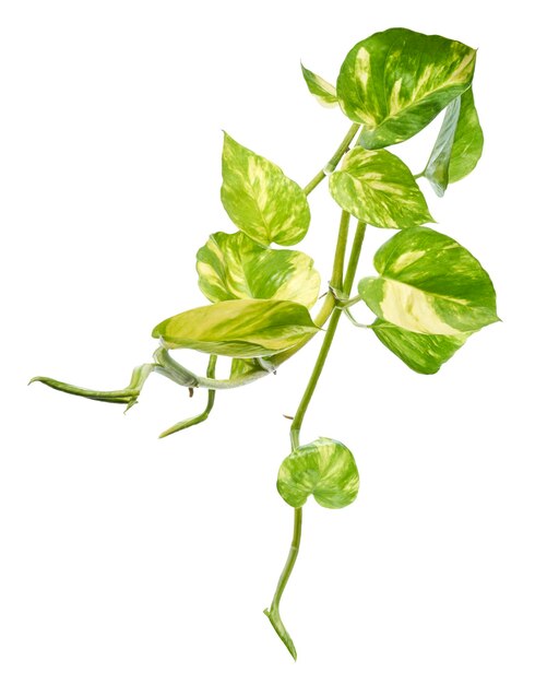 Foto manjula pothos planta epipremnum aureum folhas em forma de coração isoladas em fundo branco