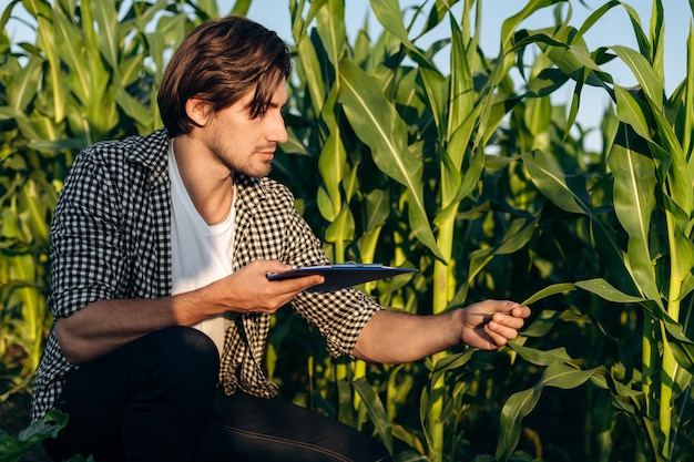 Mann auf einem Feld mit Mais. Landwirtschaftskonzept. Ein junger Agronom überwacht das Wachstum von Mais.